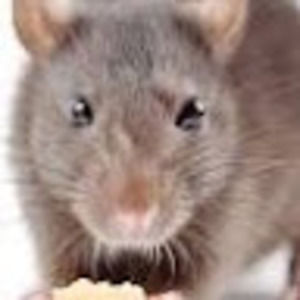 Meet your Posher, Gail